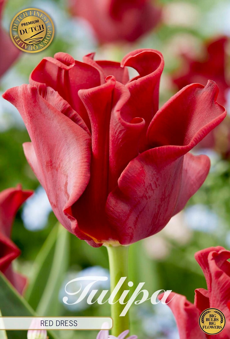 Tulipa Crown Red Dress