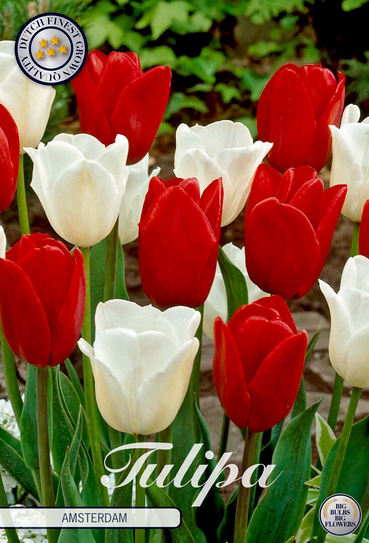 Tulipa Amsterdam