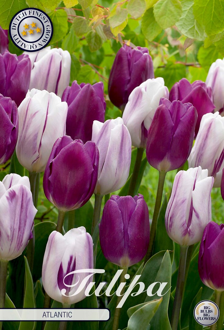 Tulipa Atlantic