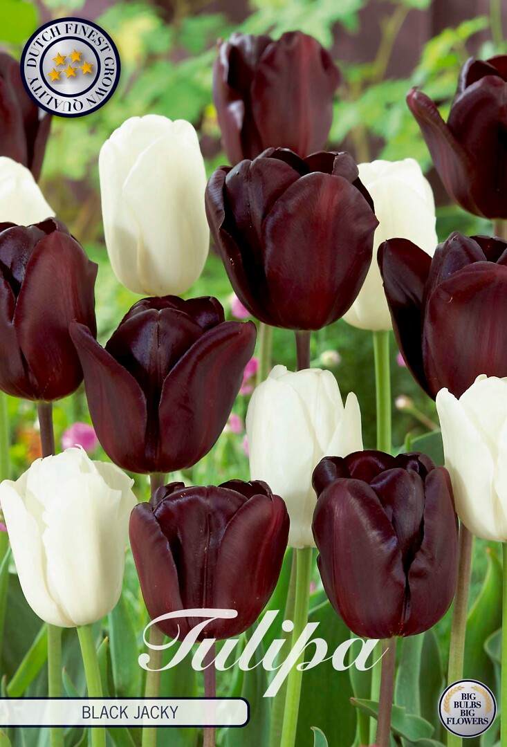 Tulipa Black Jacky