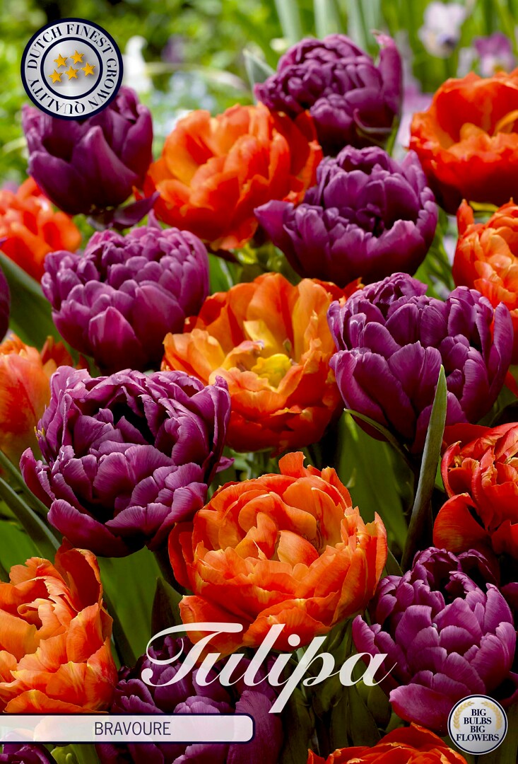 Tulipa Bravoure