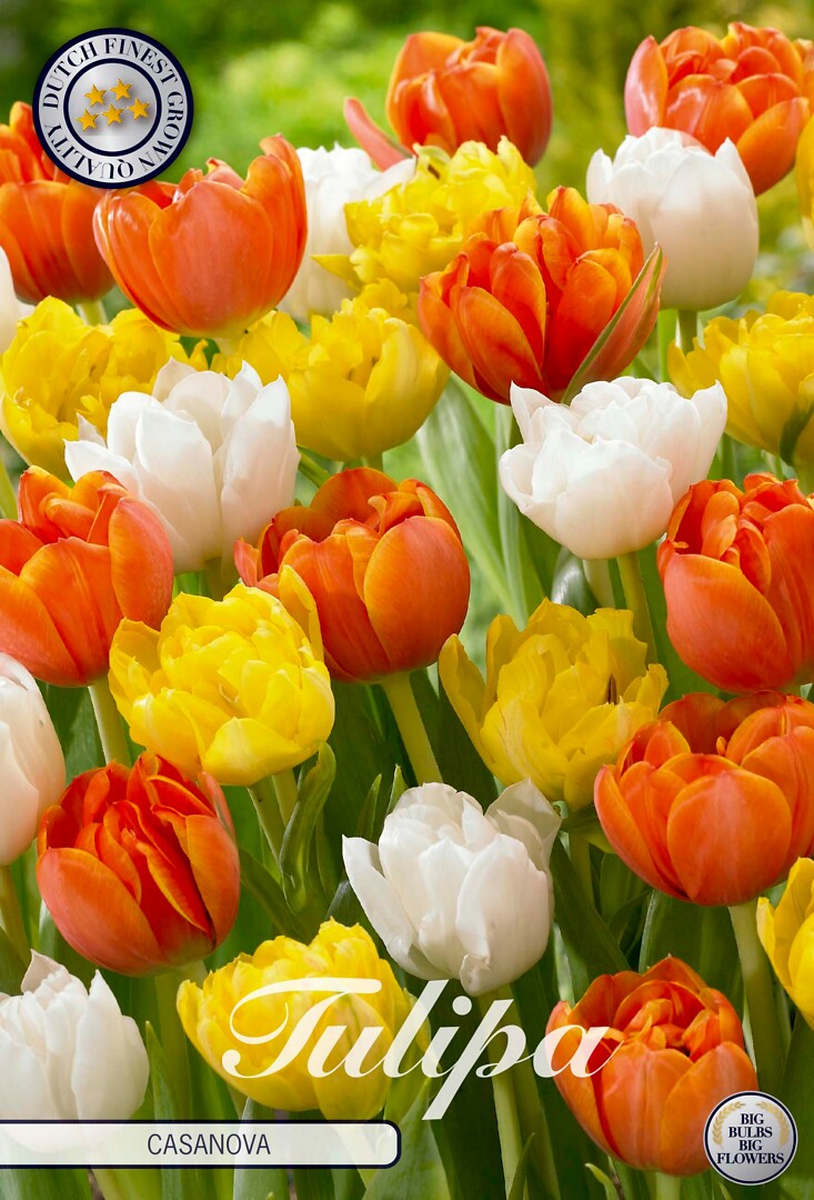 Tulipa Casanova