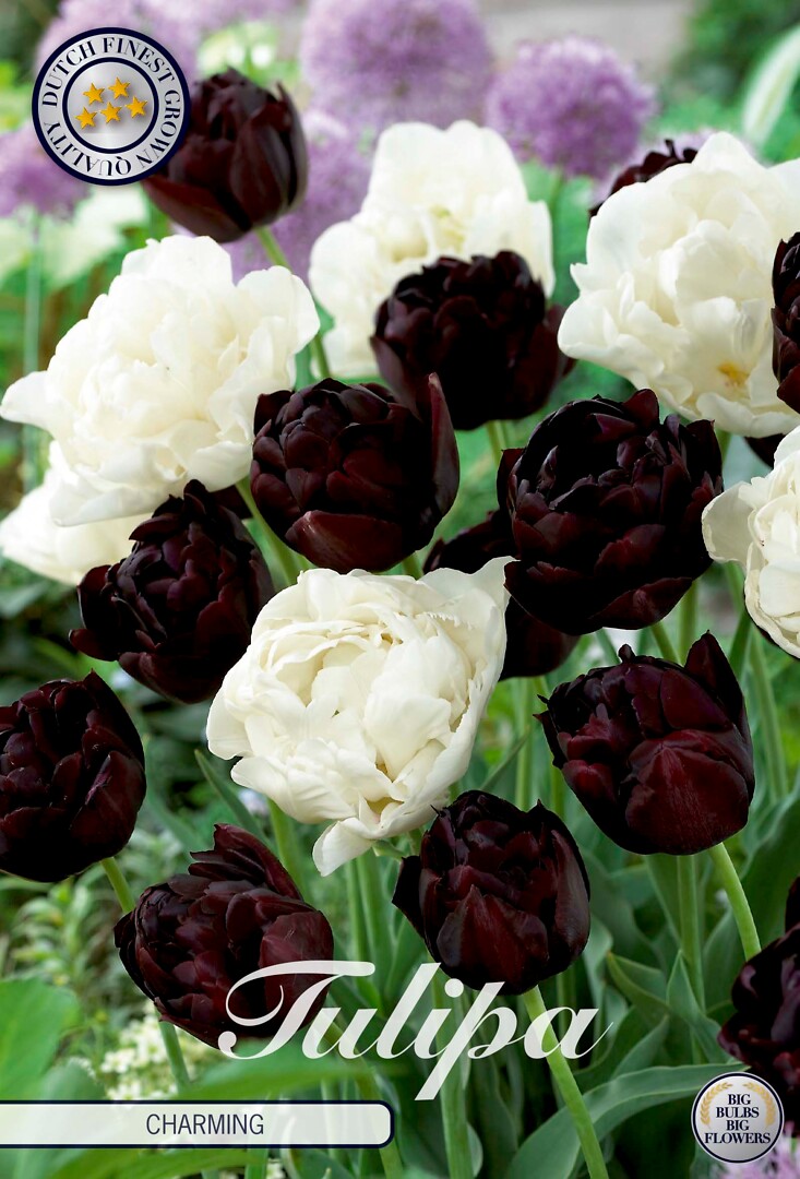 Tulipa Charming
