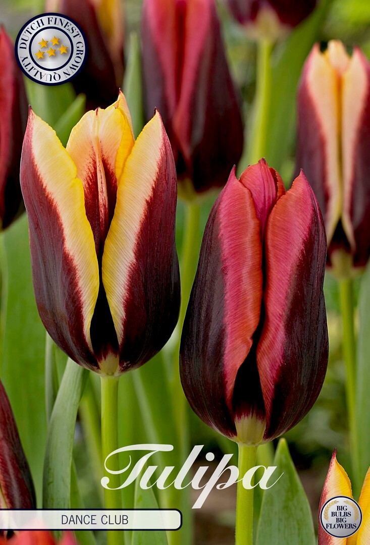 Tulipa Dance Club