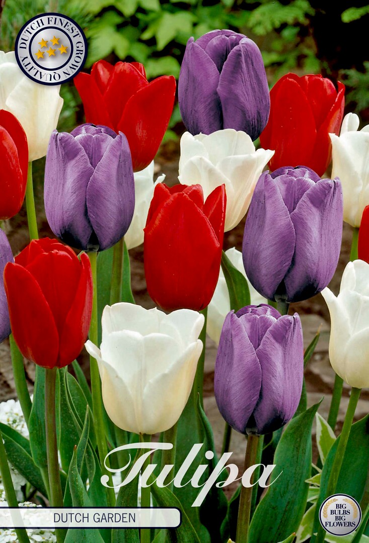 Tulipa Dutch Garden