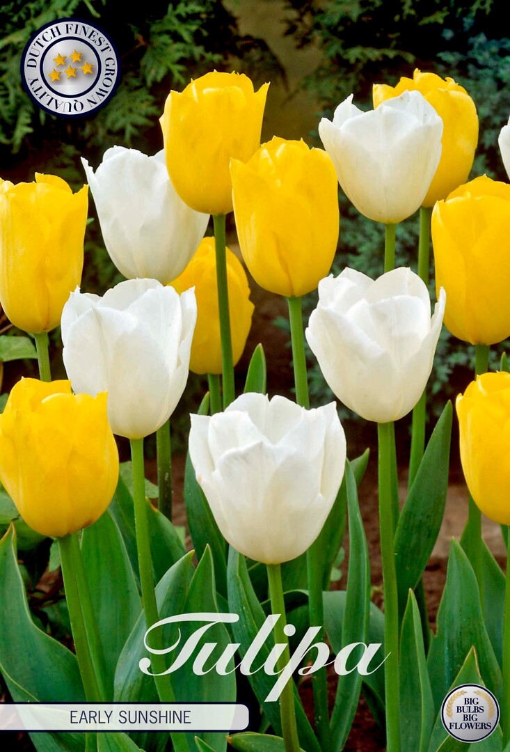 Tulipa Early Sunshine
