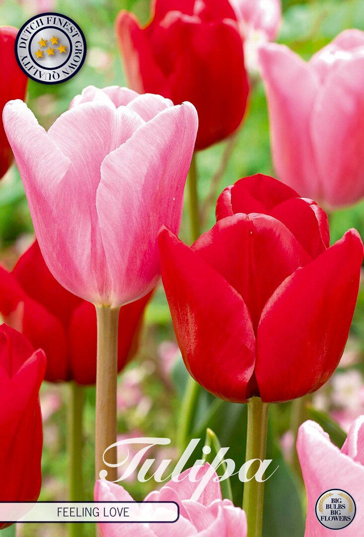Tulipa Feeling Love