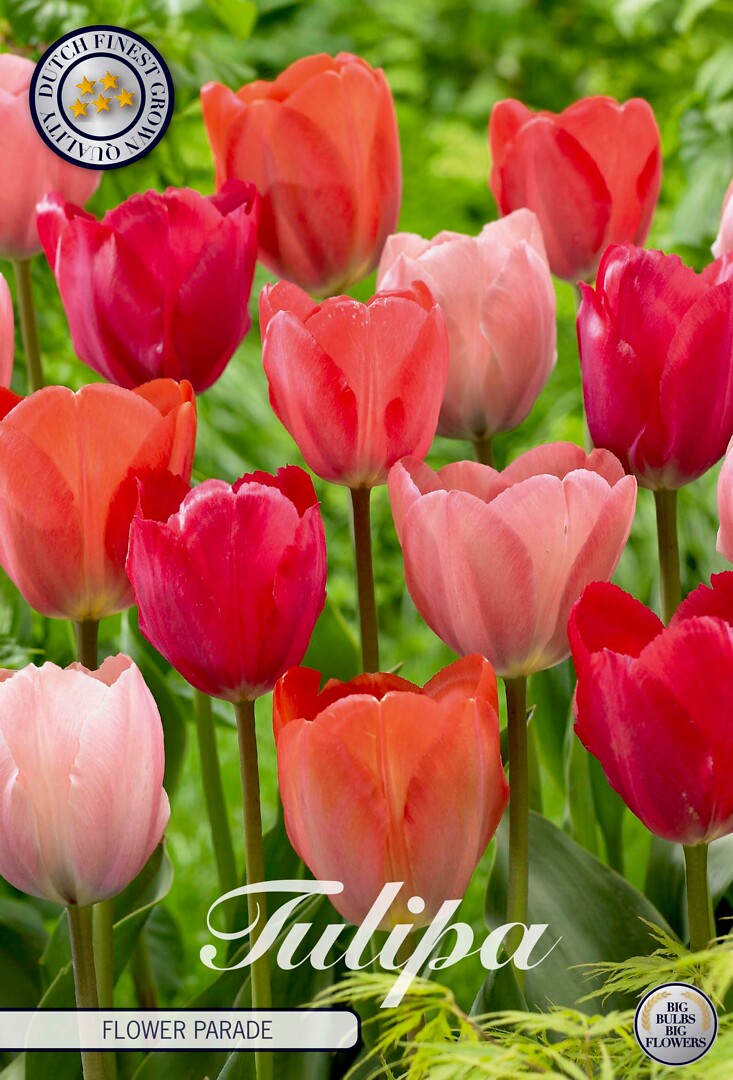 Tulipa Flower Parade