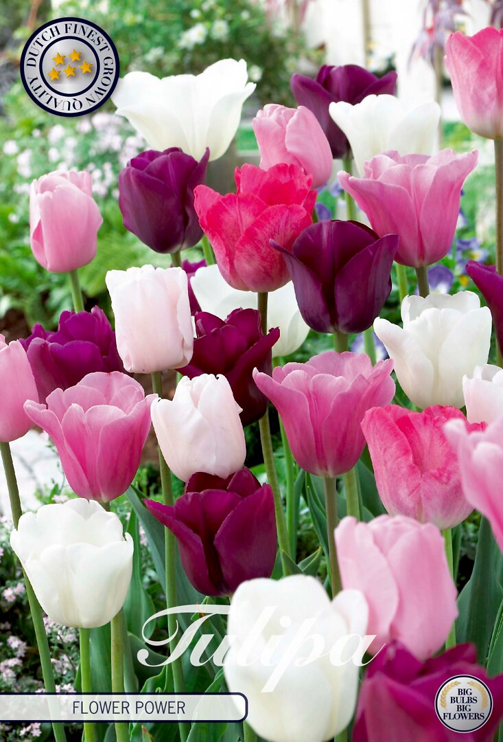 Tulipa Flower Power