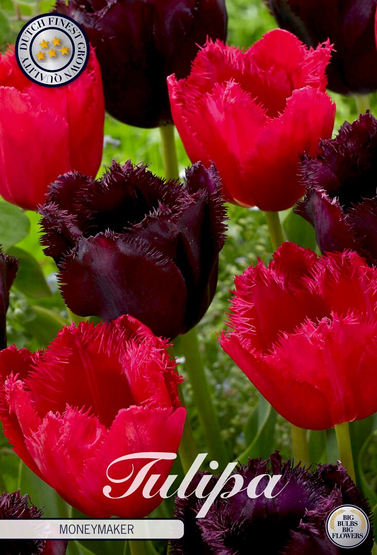 Tulipa Moneymaker