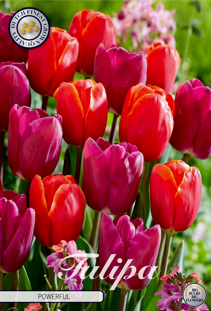 Tulipa Powerful