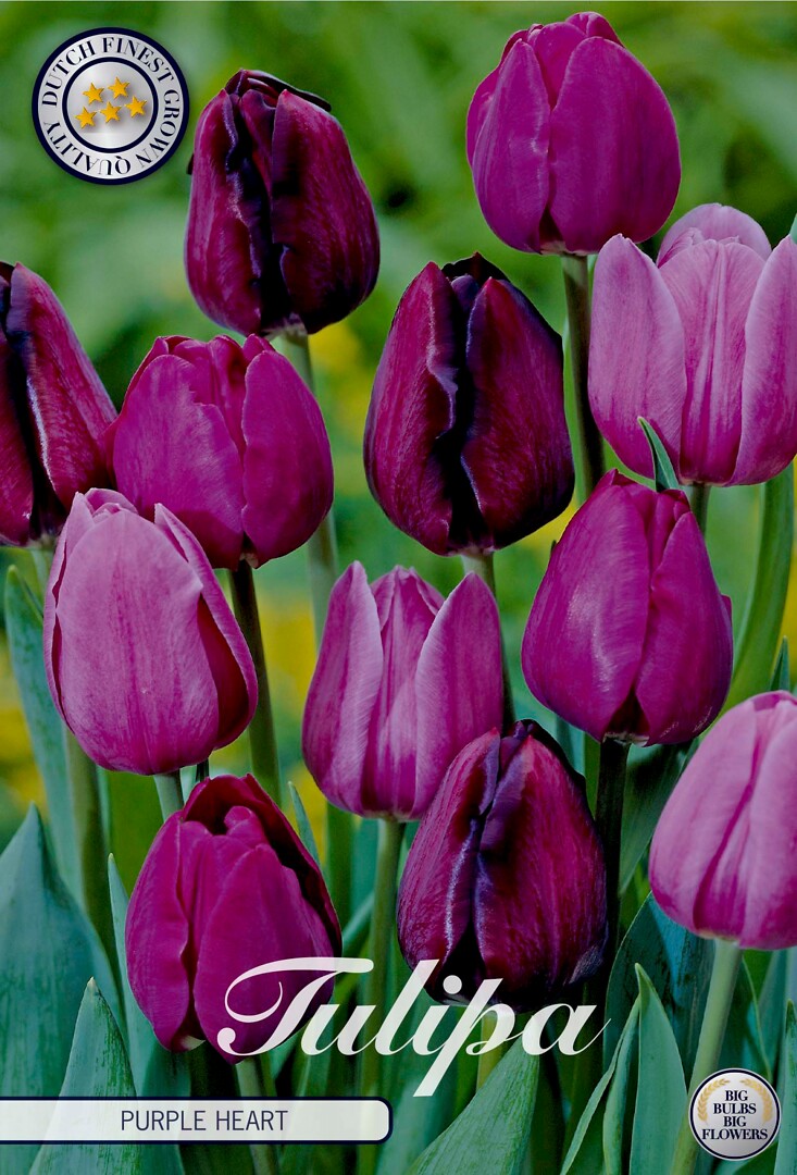 Tulipa Purple Heart