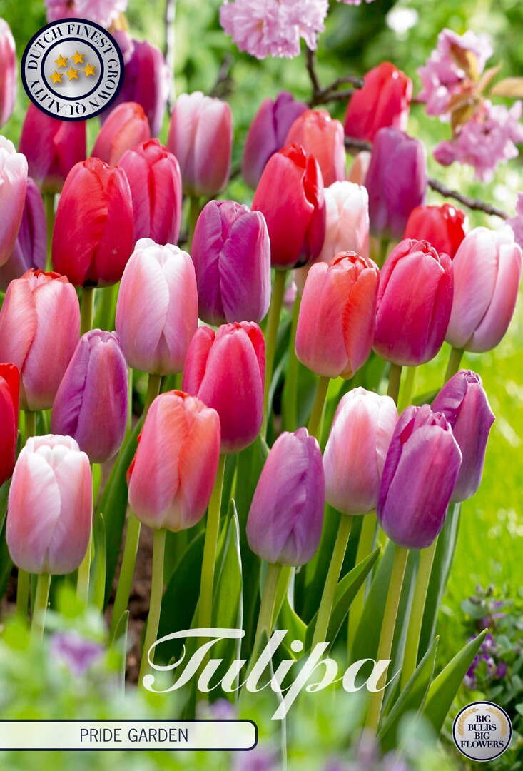 Tulipa Pride Garden