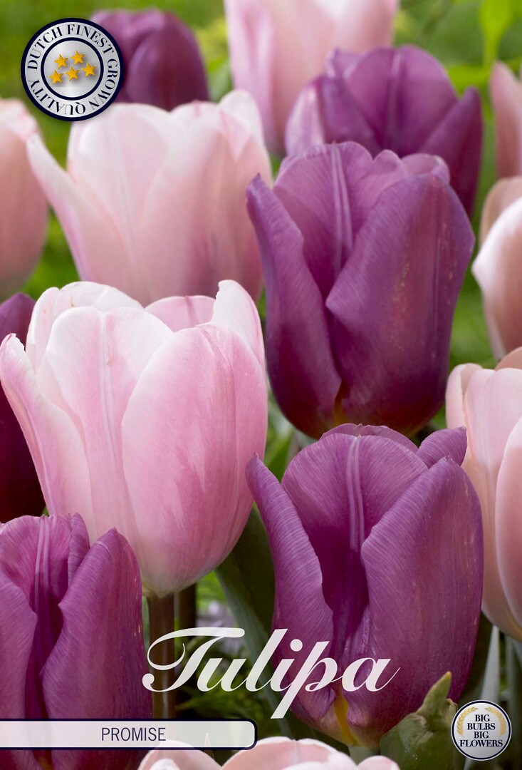 Tulipa Promise