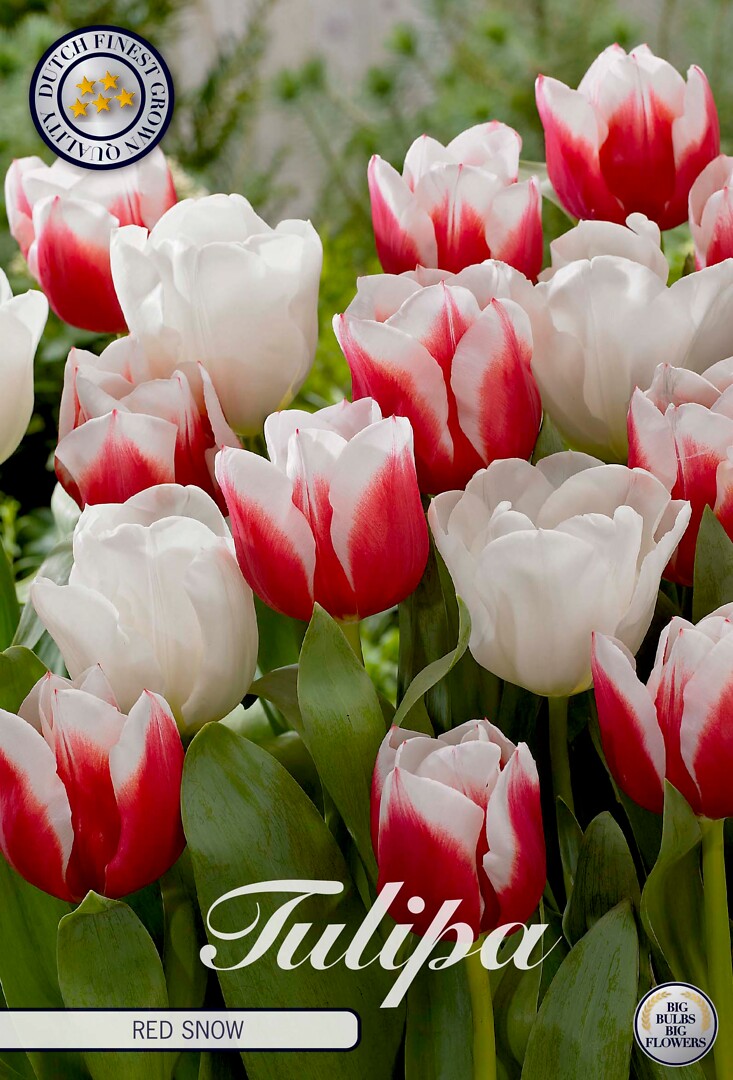 Tulipa Red Snow