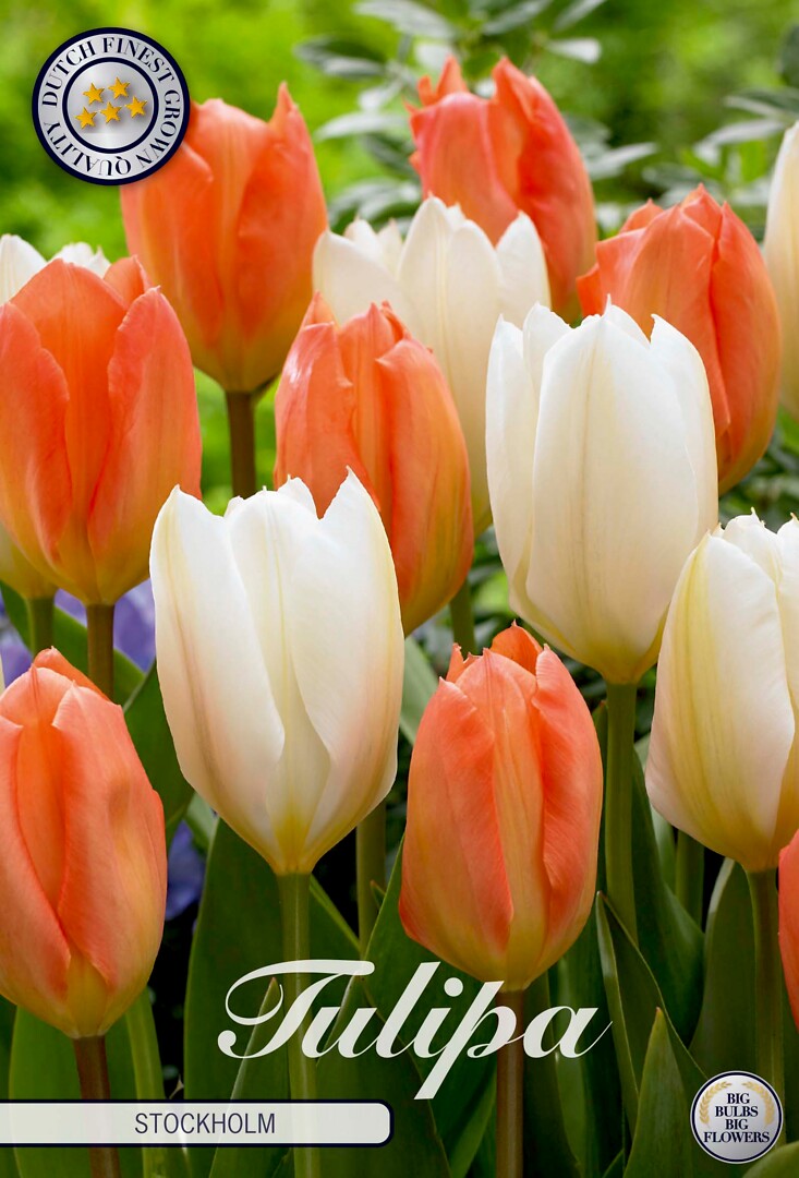 Tulipa Stockholm