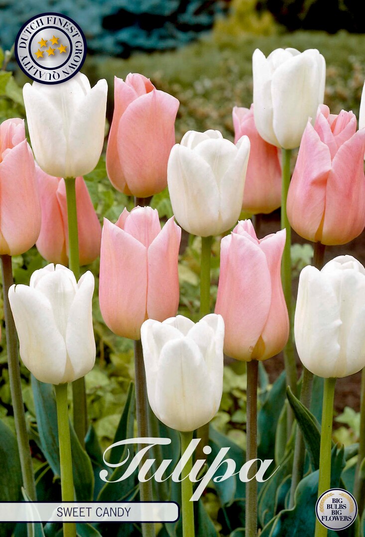 Tulipa Sweet Candy