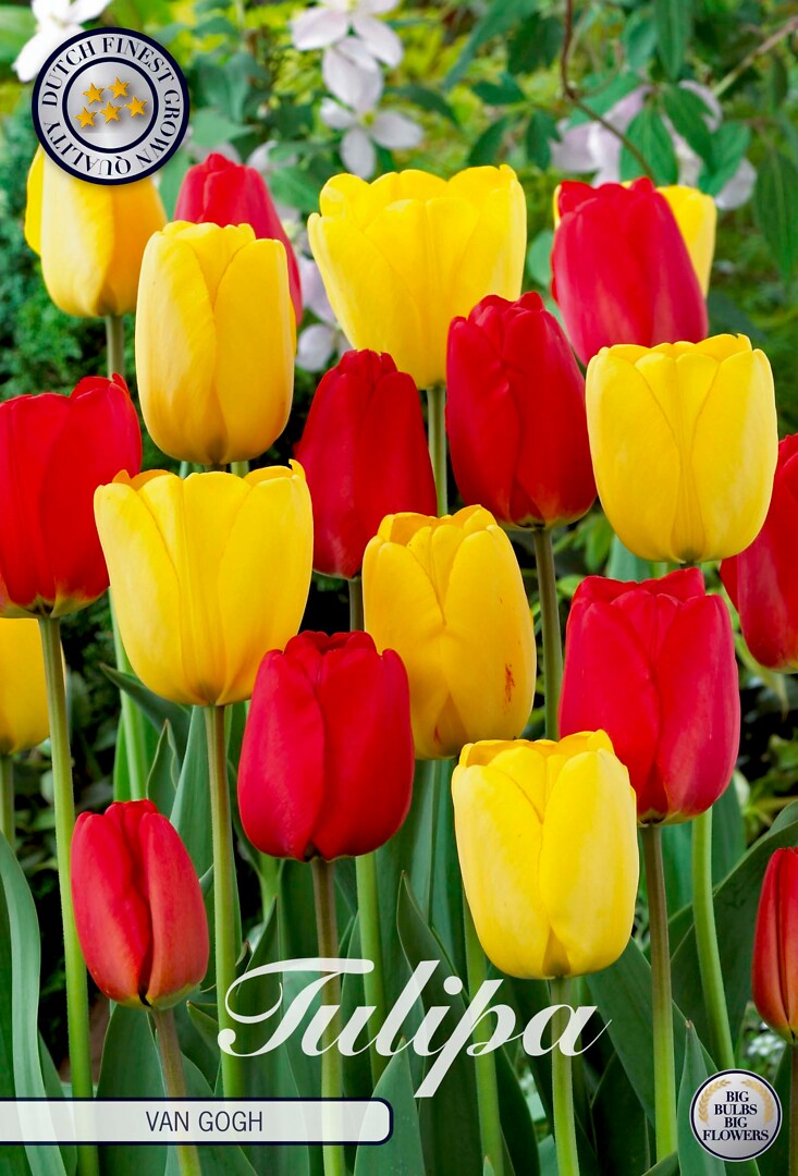 Tulipa Van Gogh