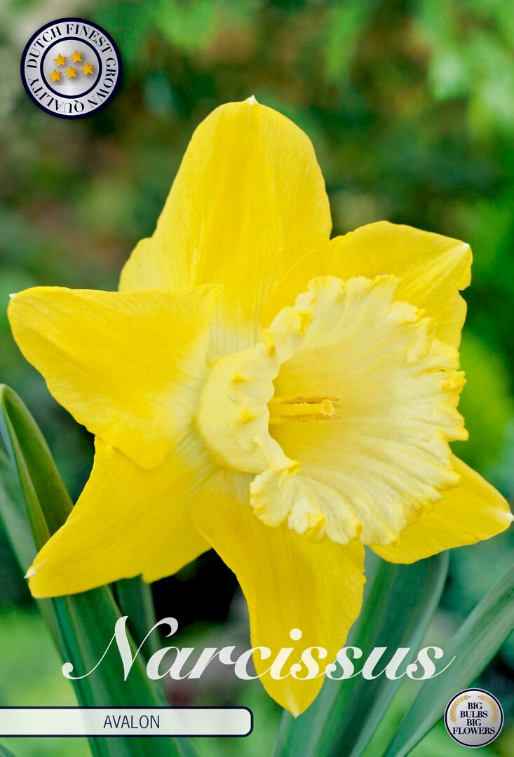 Narcissus Trumpet Avalon