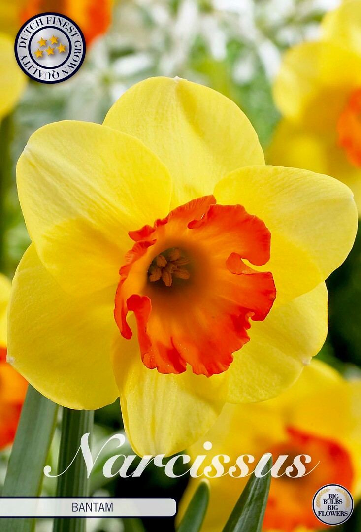 Narcissus Trumpet Bantam