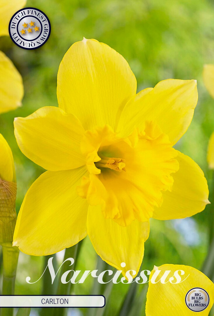 Narcissus Trumpet Carlton