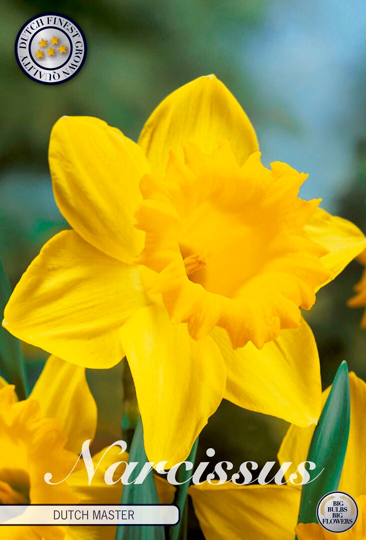 Narcissus Trumpet Dutch Master