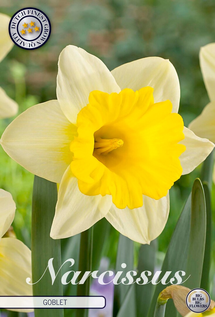 Narcissus Trumpet Goblet