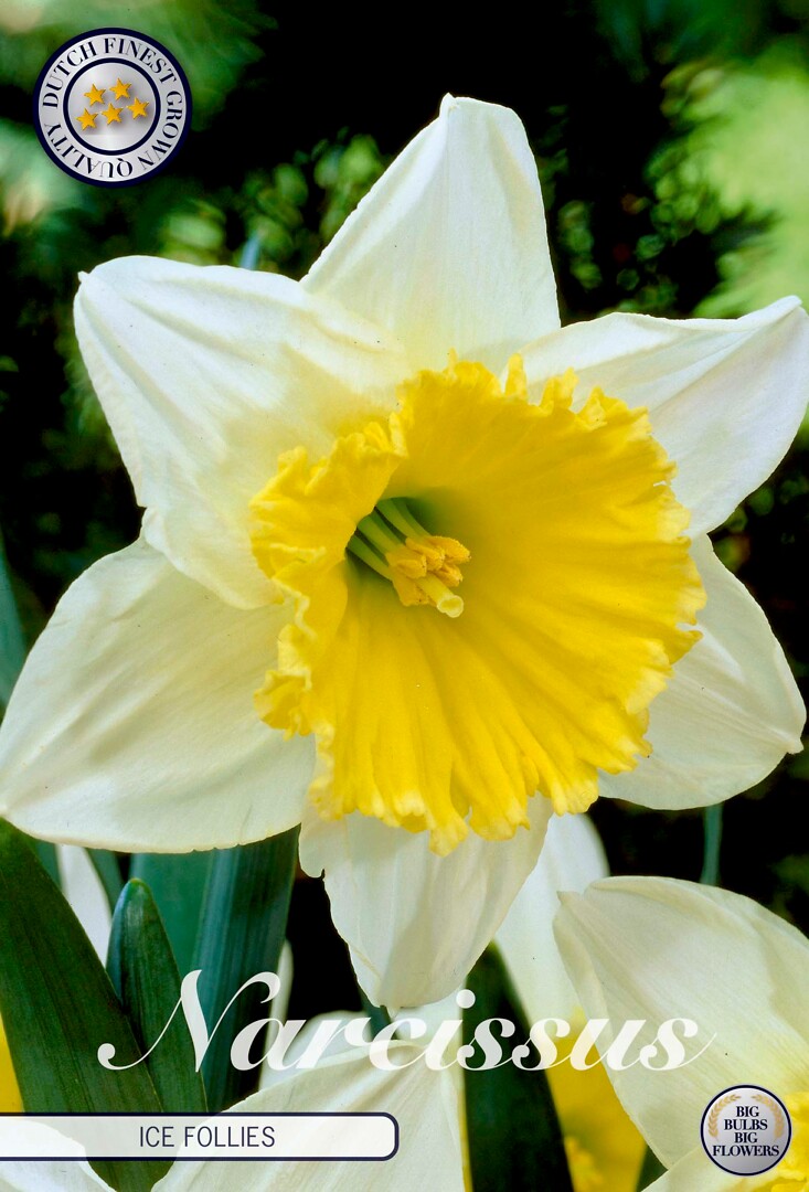 Narcissus  Ice Follies