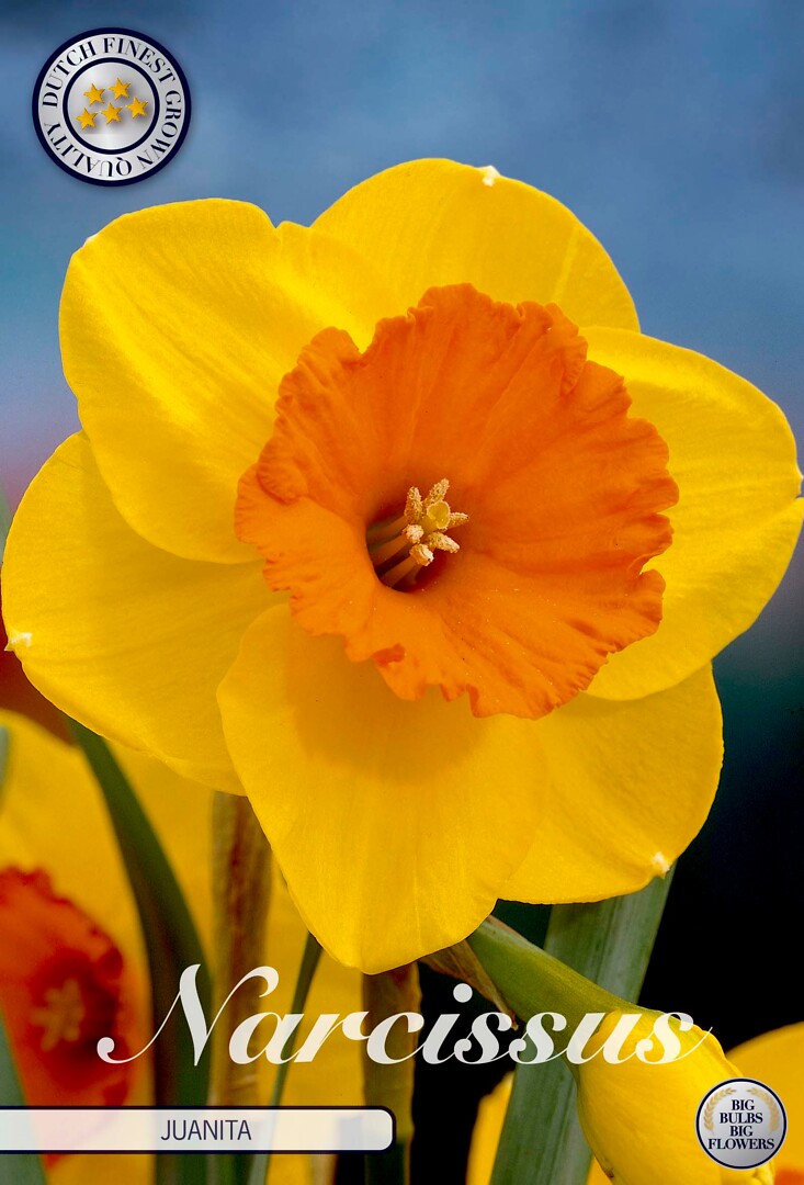 Narcissus Trumpet Juanita