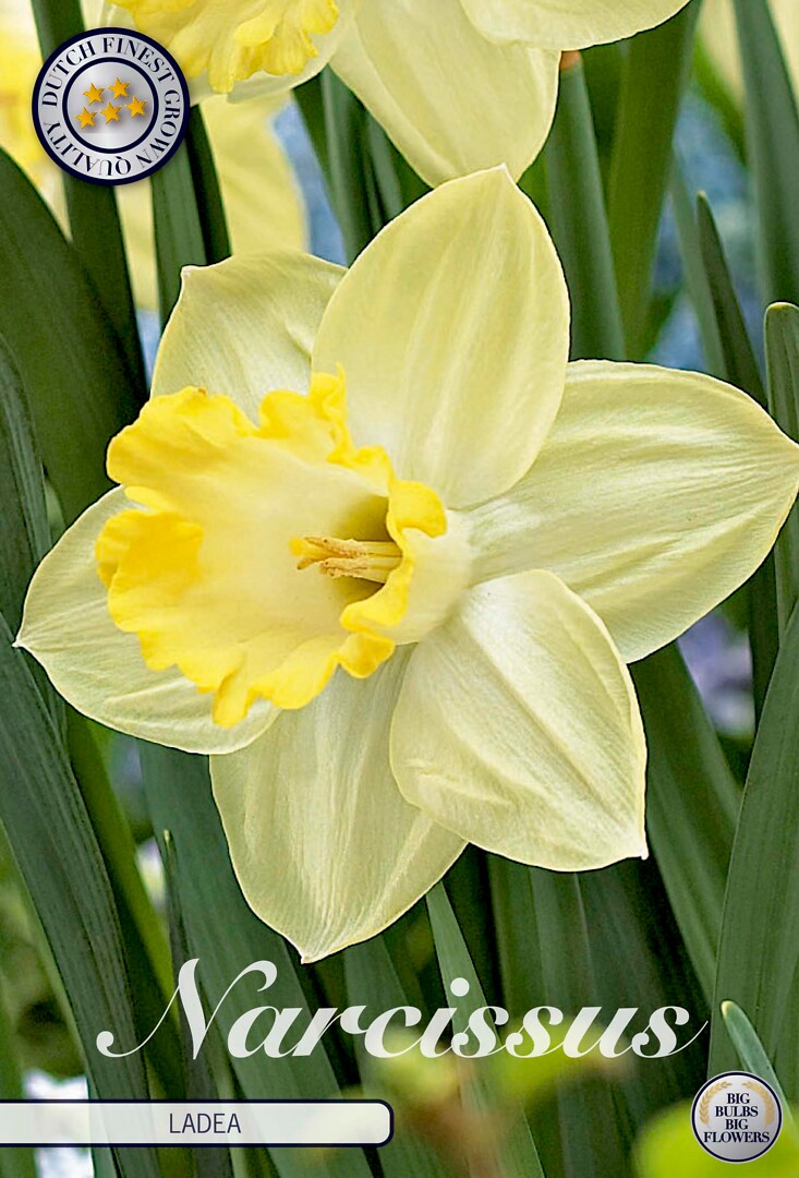 Narcissus Trumpet Ladea
