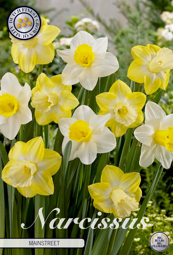 Narcissus  Mainstreet