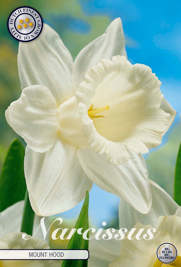 Narcissus  Mount Hood
