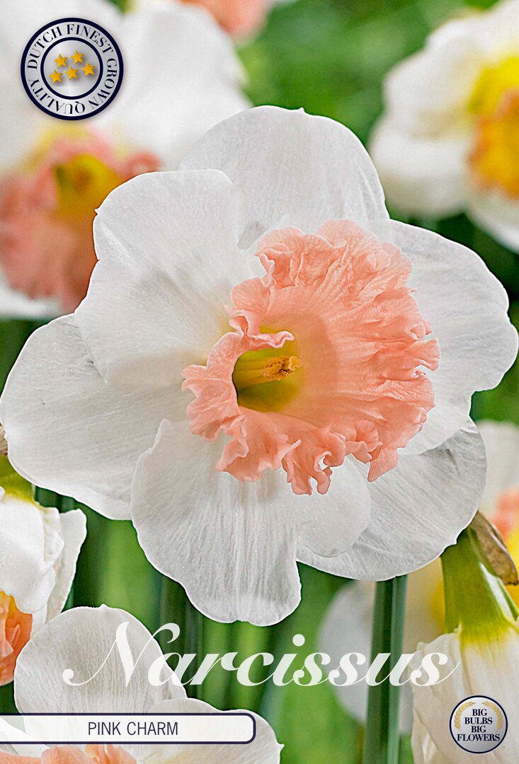 Narcissus Trumpet Pink Charm