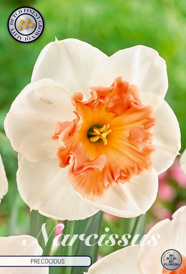 Narcissus Trumpet Precocious