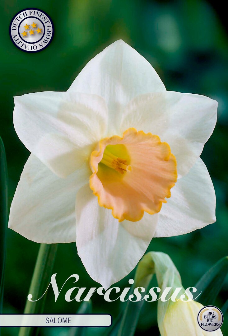 Narcissus Trumpet Salome