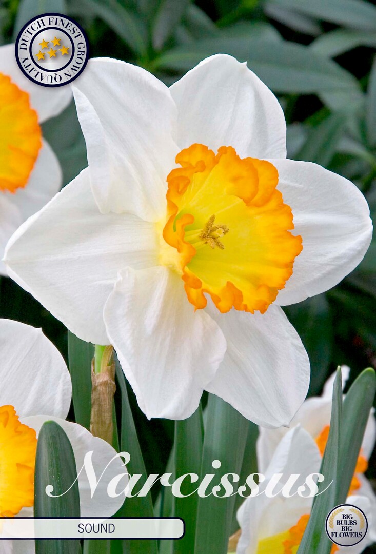 Narcissus Trumpet Sound