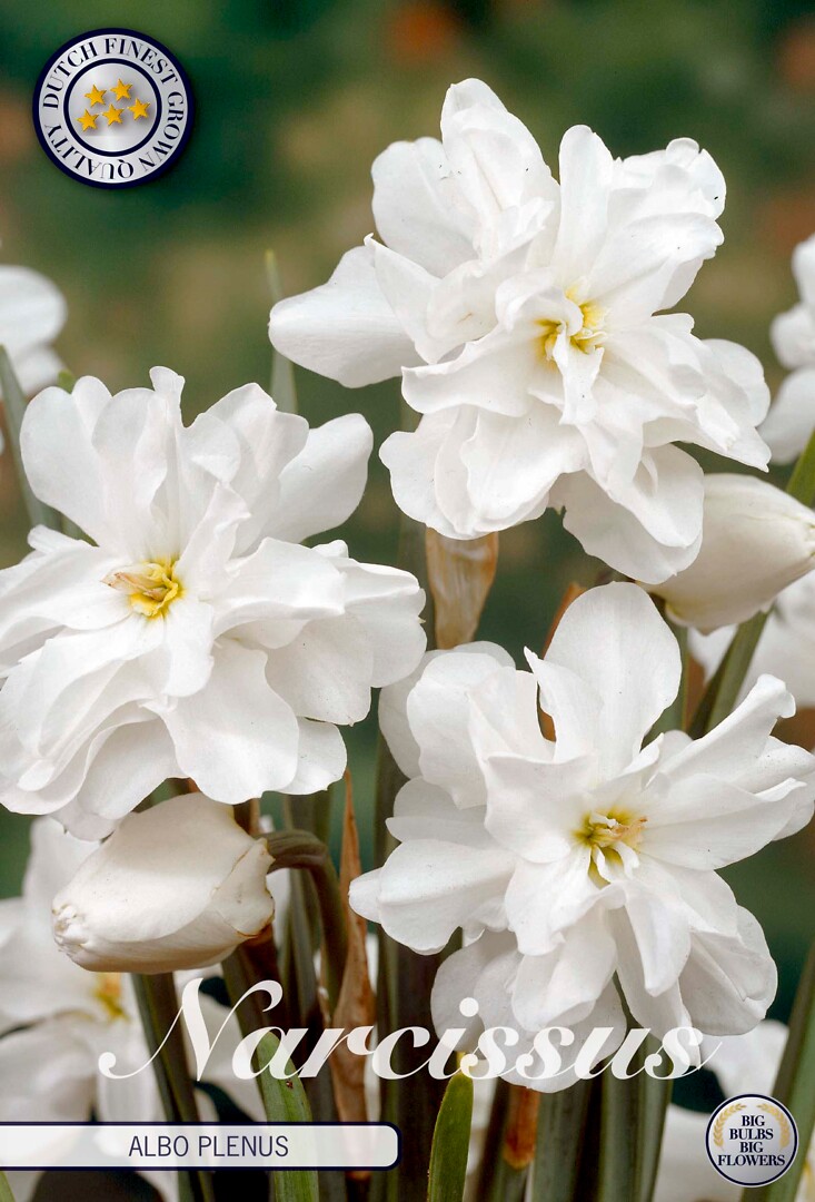 Narcissus Double Albo Plenus