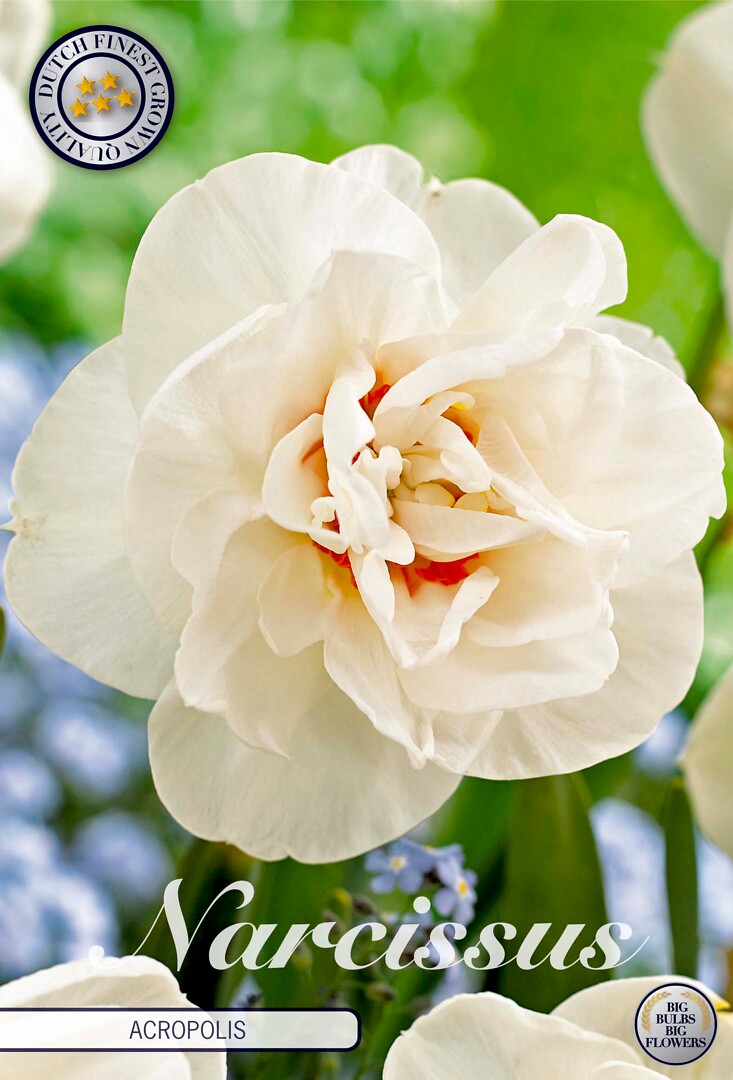 Narcissus Double Acropolis