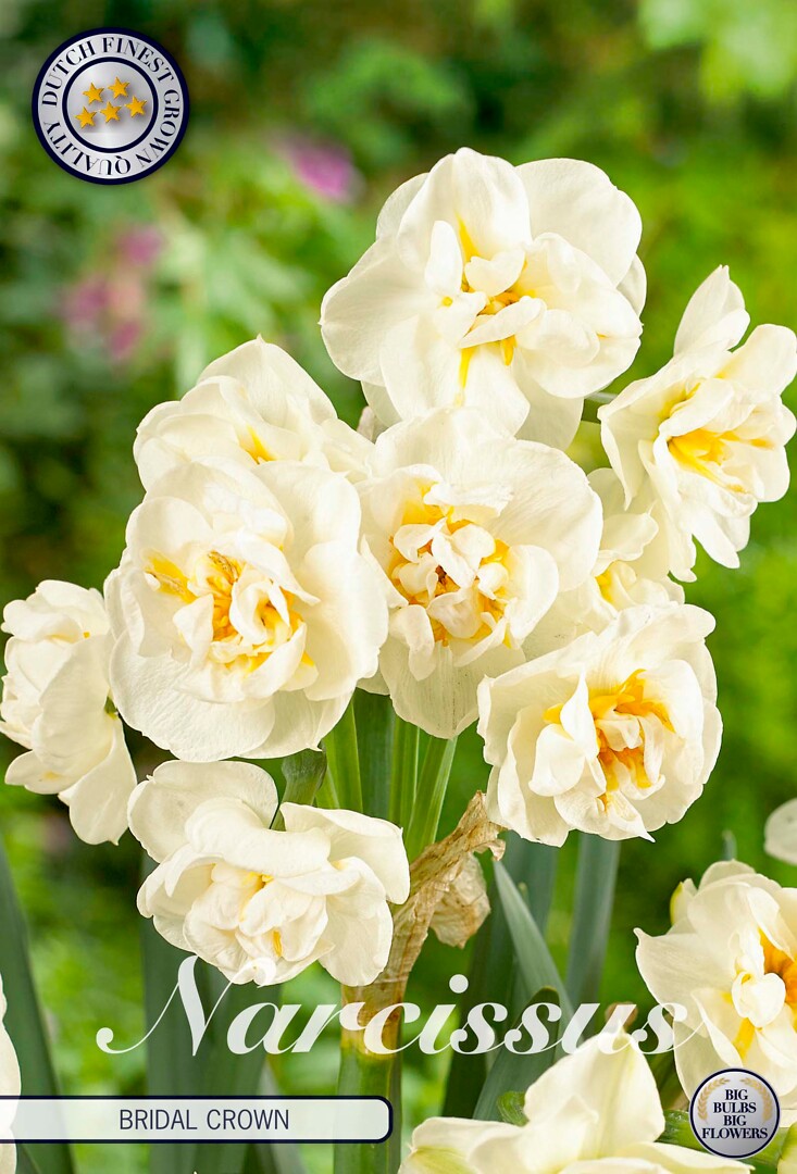 Narcissus Double Bridal Crown