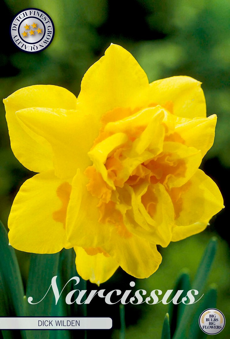 Narcissus Double Dick Wilden
