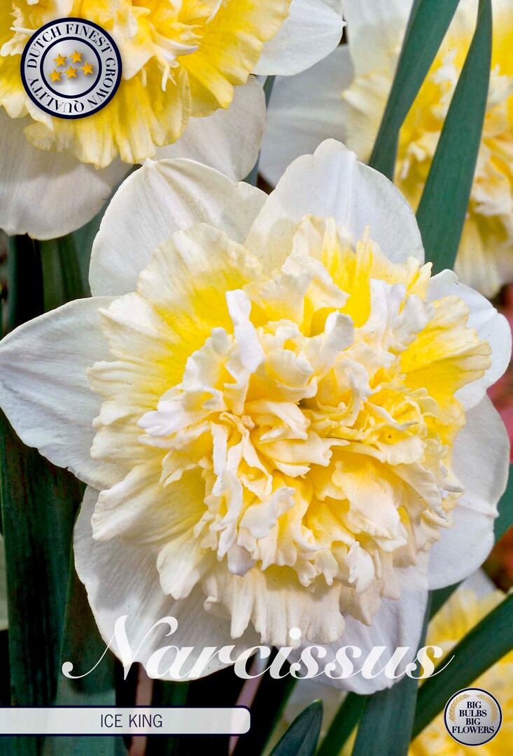 Narcissus Double Ice King