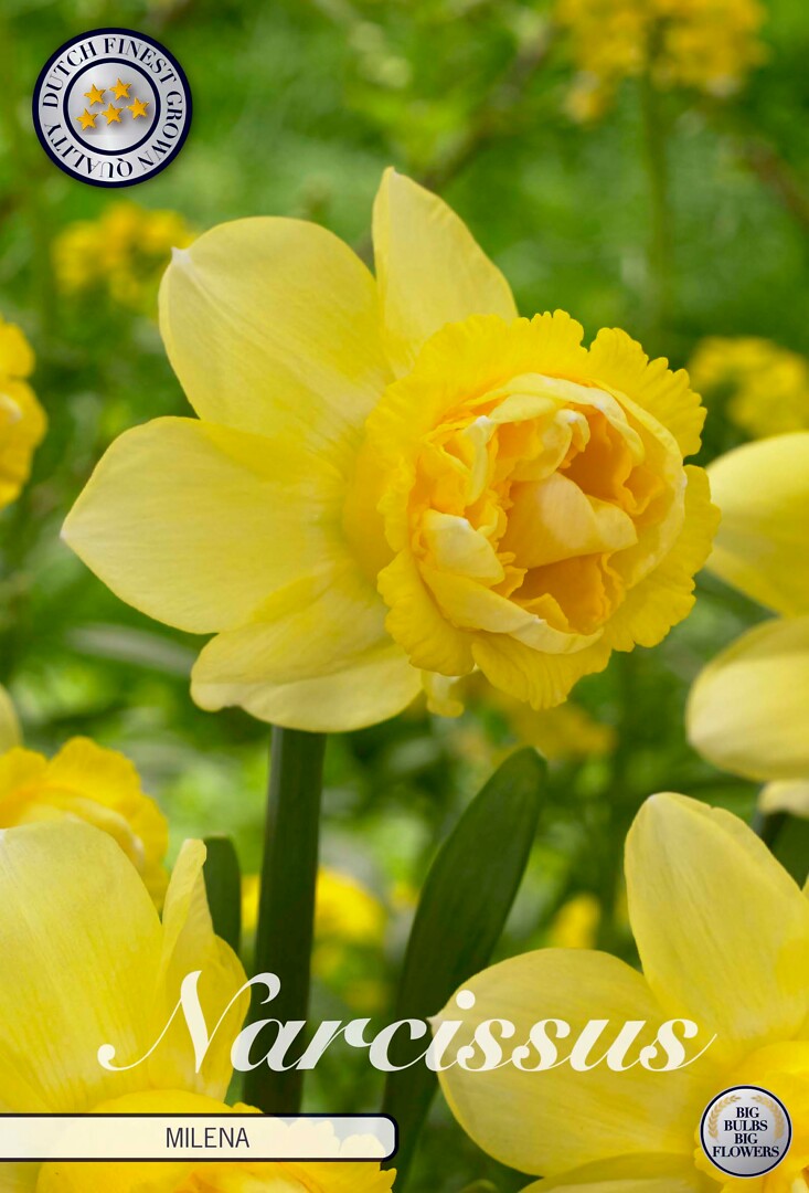 Narcissus Double Milena