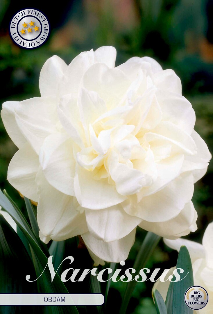 Narcissus Double Obdam
