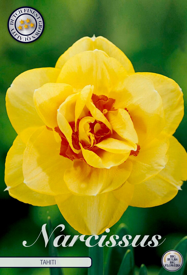 Narcissus Double Tahiti