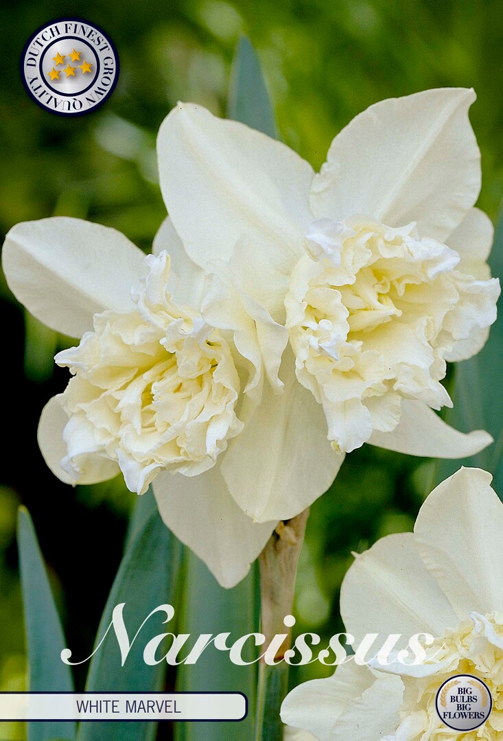 Narcissus Double White Marvel