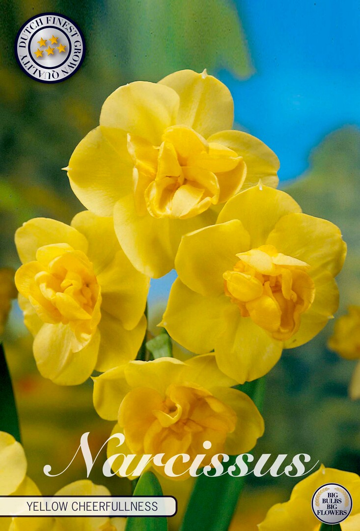Narcissus Yellow Cheerfulness