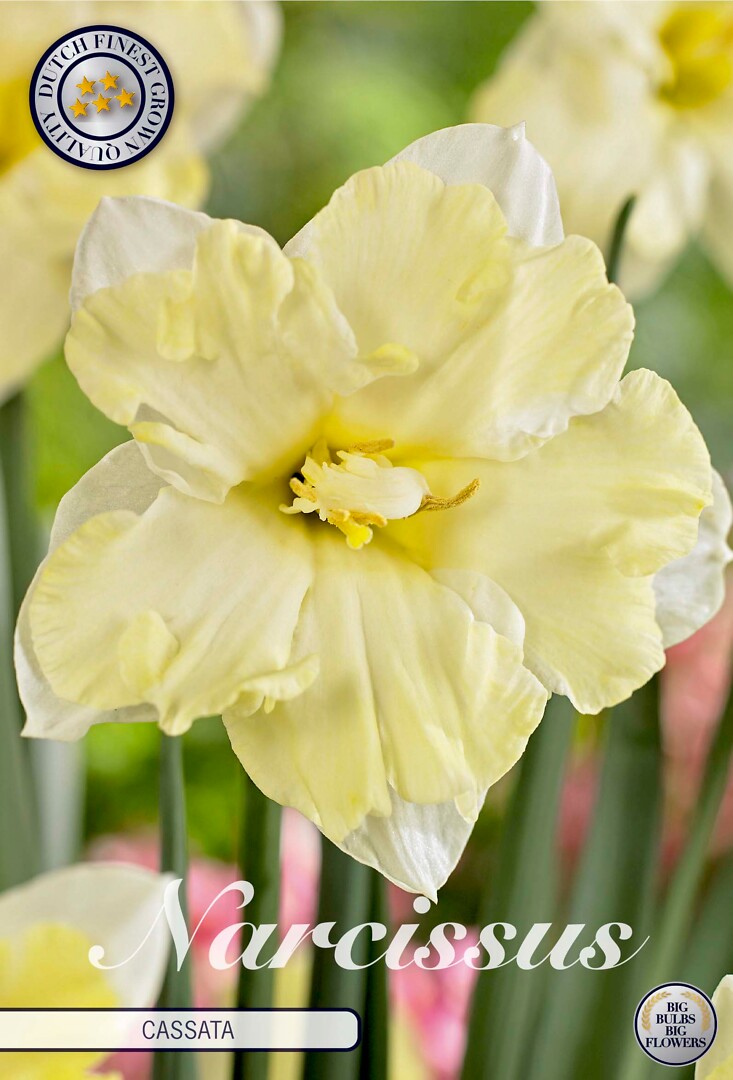 Narcissus Splitcrown Cassata