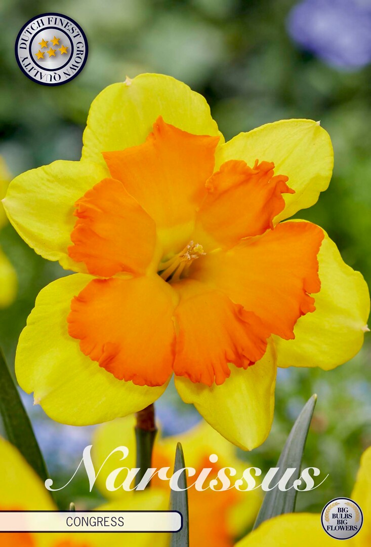 Narcissus Splitcrown Congress