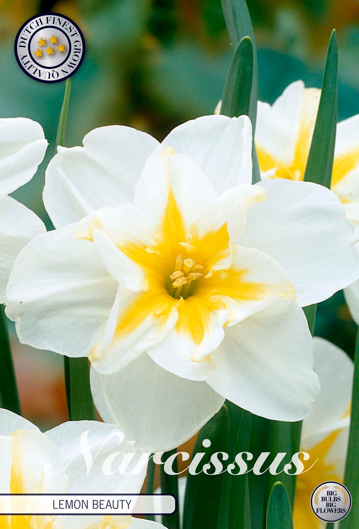 Narcissus Splitcrown  Lemon Beauty