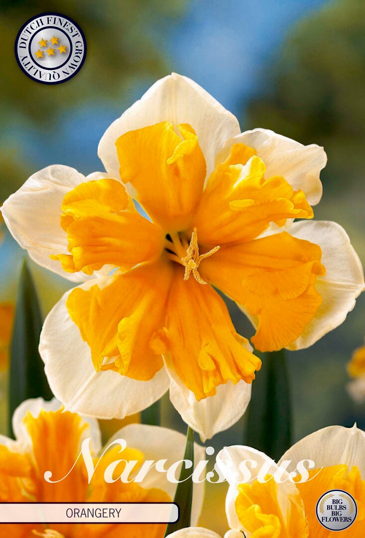 Narcissus Splitcrown Orangery